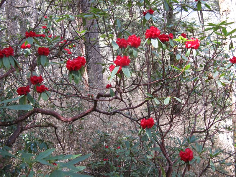 Rhododendron