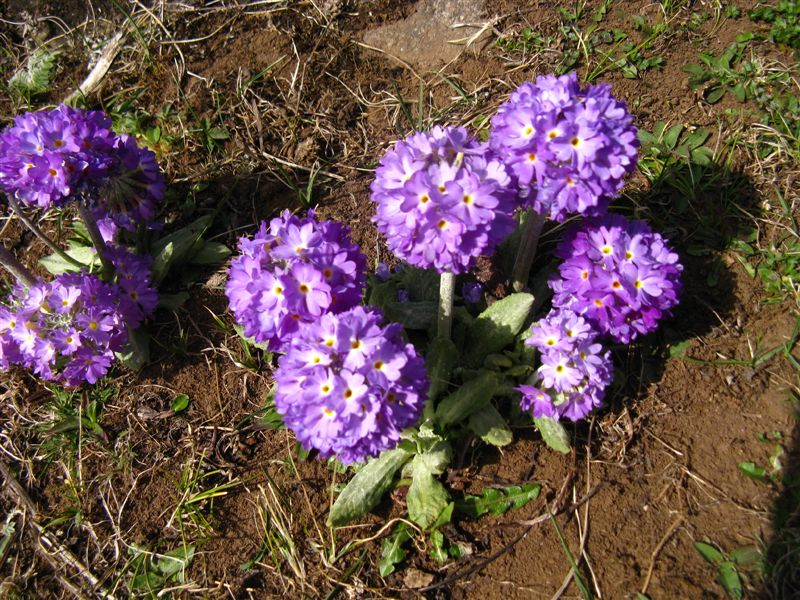 primula