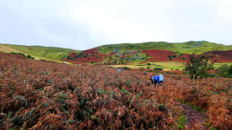 bracken