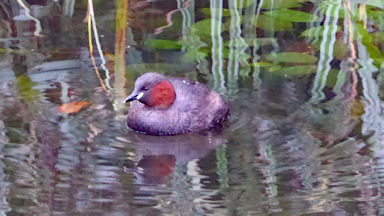 duck