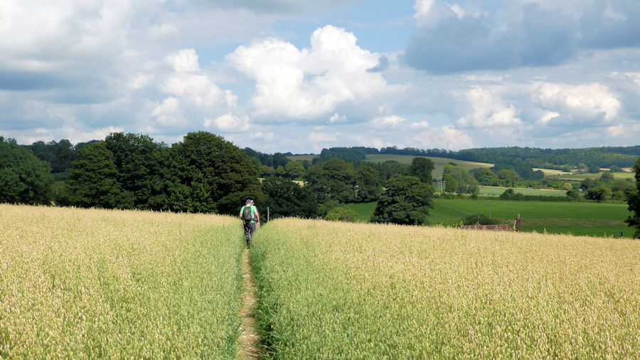 fields