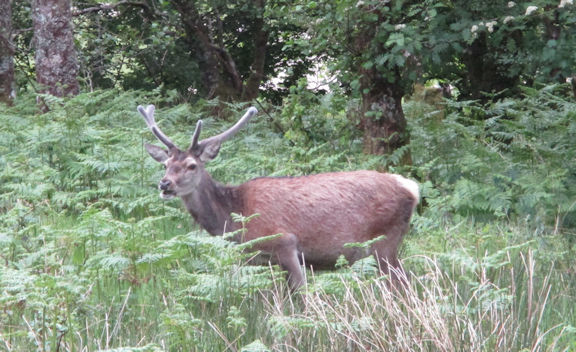 red deer