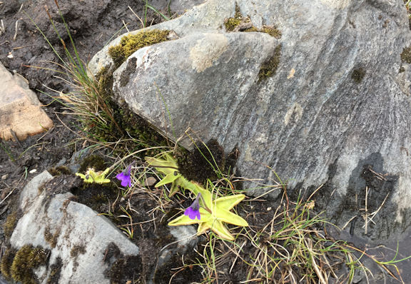 plant