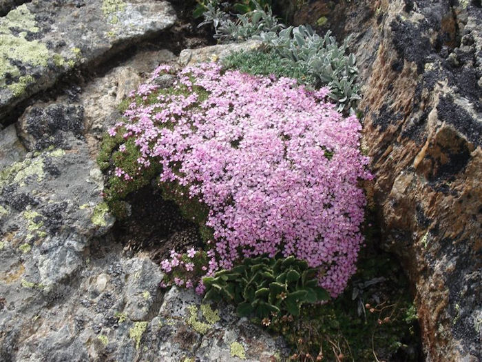 alpine flowers
