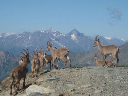 Ibex