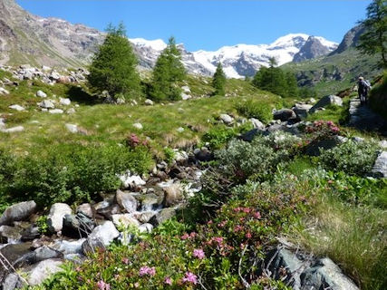 Lys valley