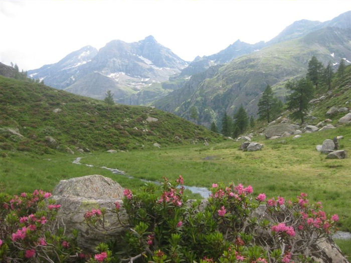 Lys valley
