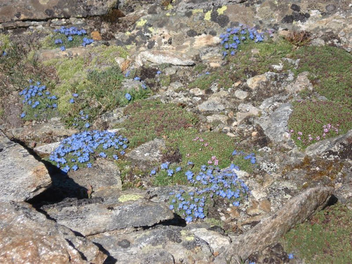 alpine flowers