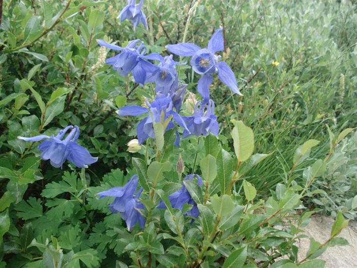 alpine flowers