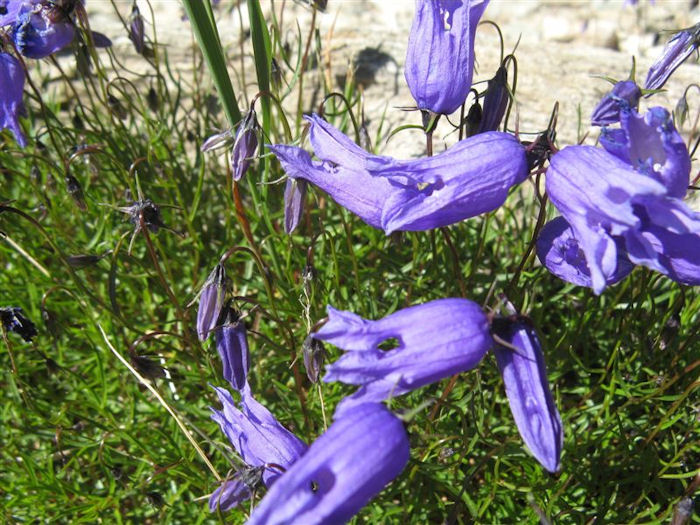 alpine flowers