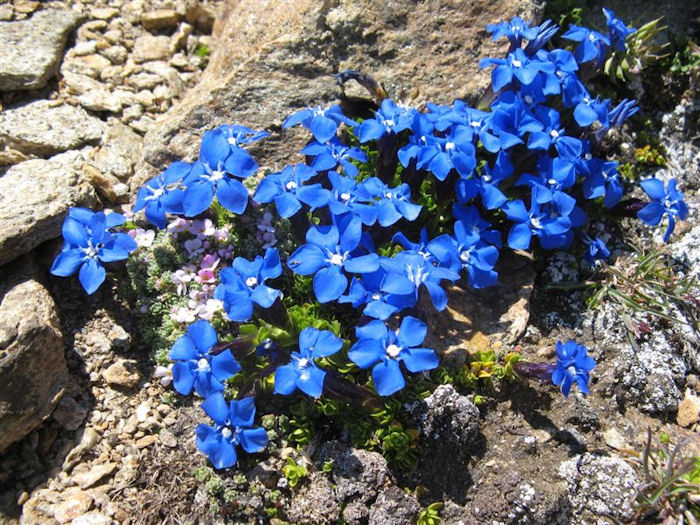 alpine flowers