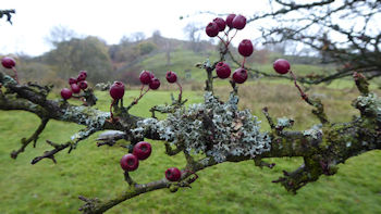berries