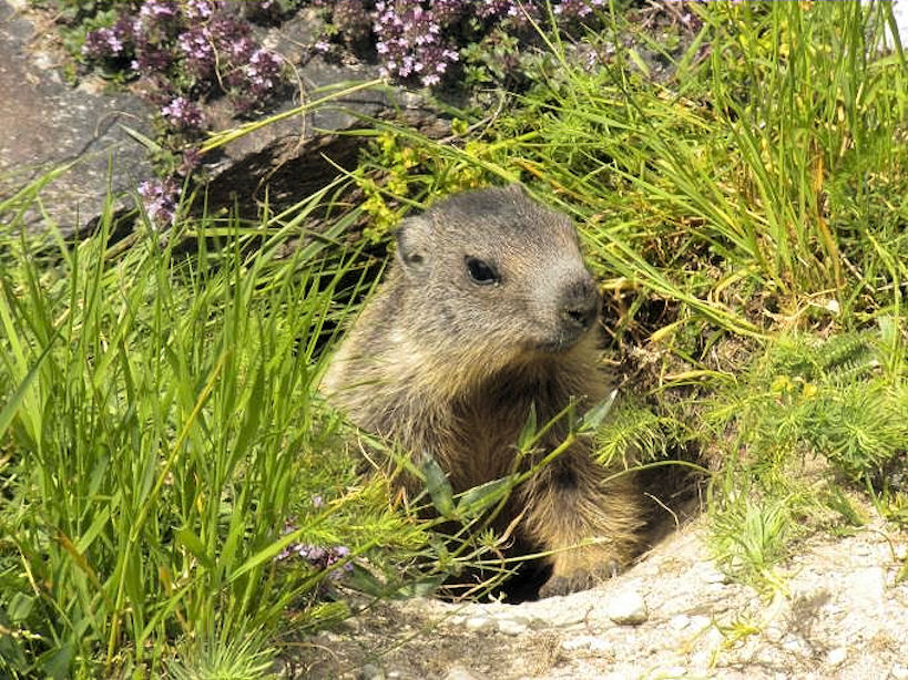 Marmot