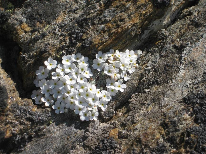Jasmine