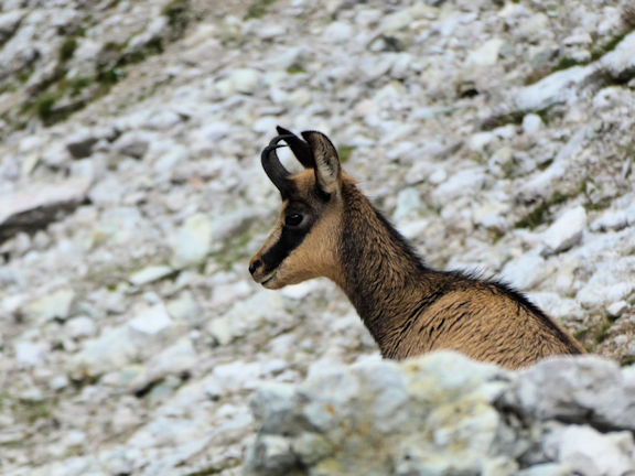 animal